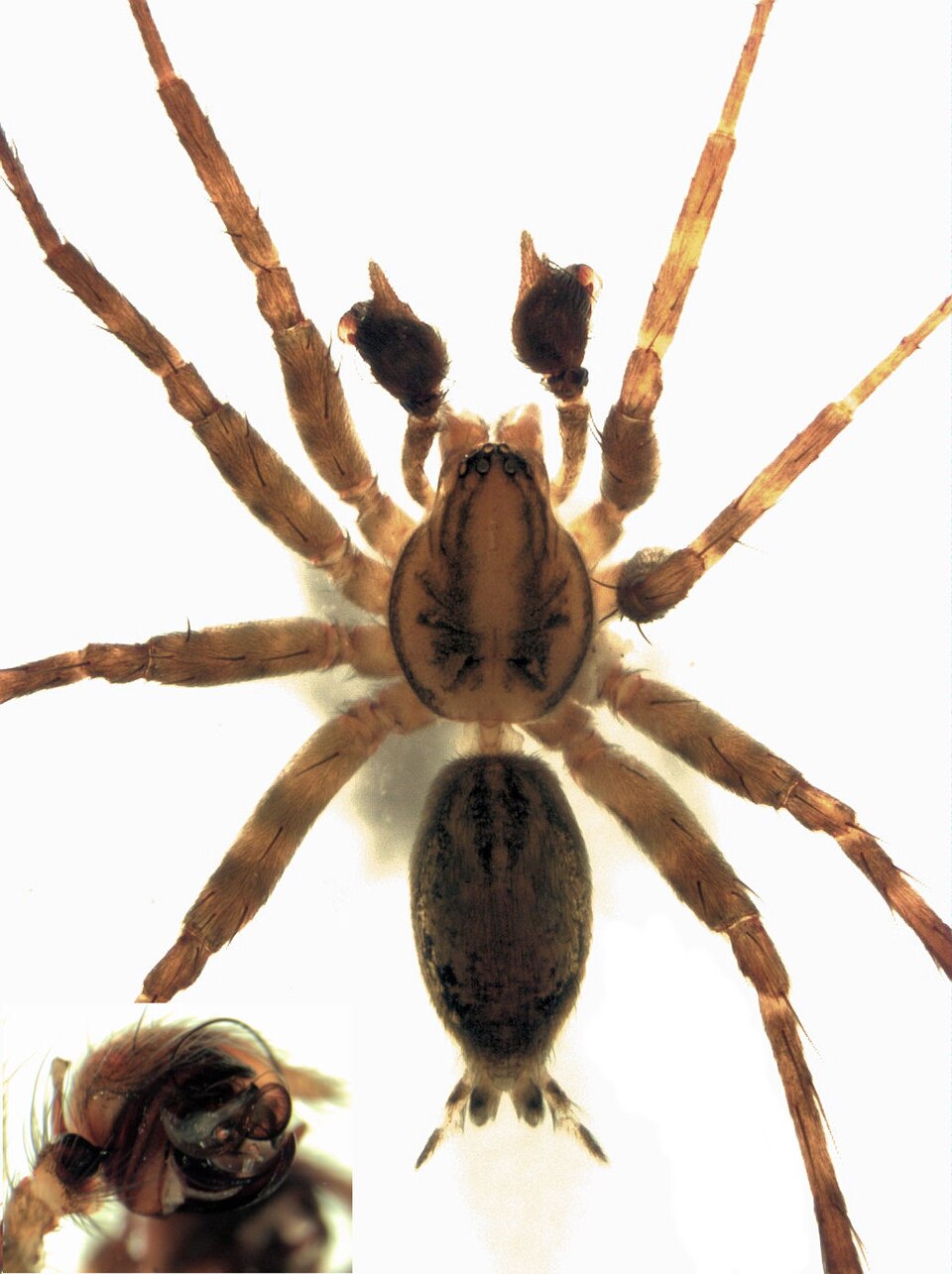 Aorangia
