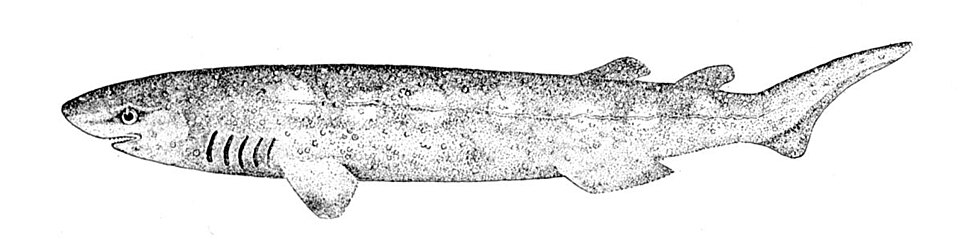 Echinorhinidae