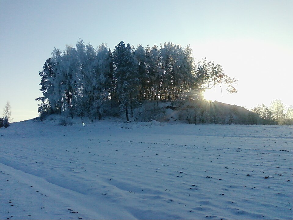 Jałówka