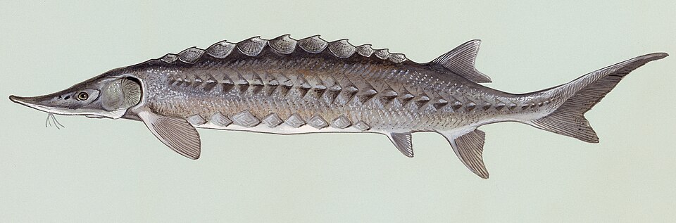 sturgeon
