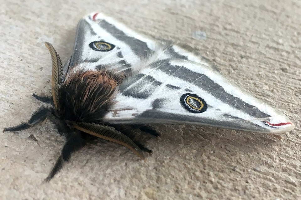 Agapema