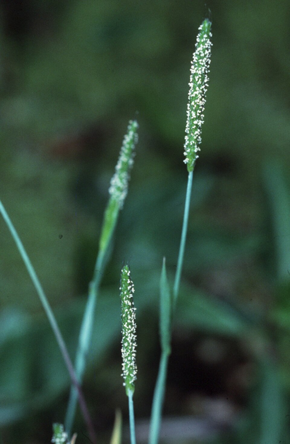 Alopecurus carolinianus