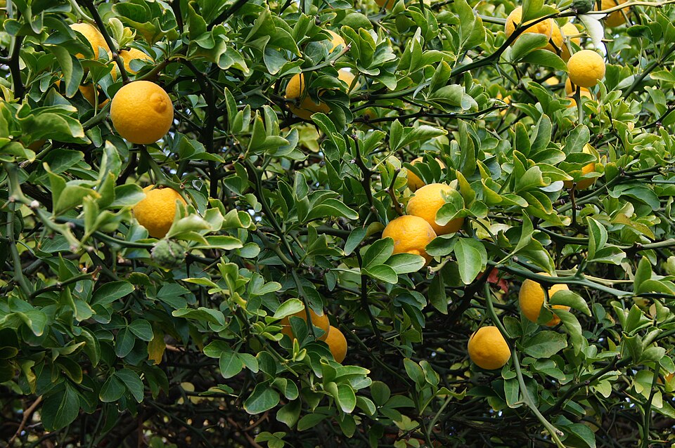Citrus trifoliata