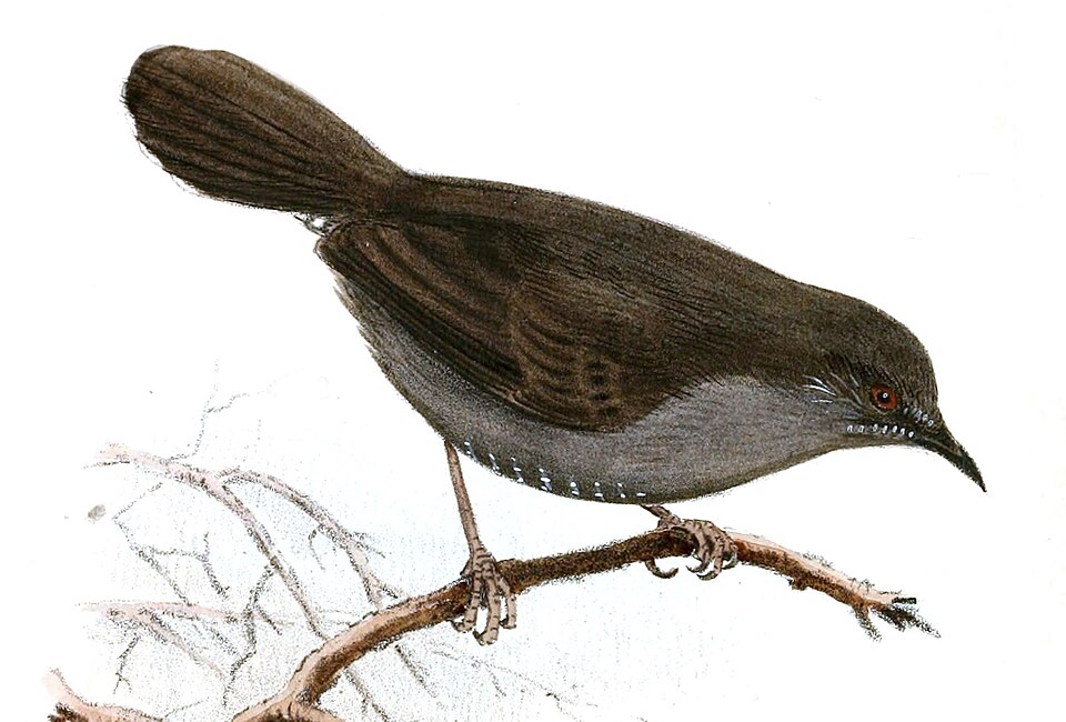 Grey Wren-Warbler