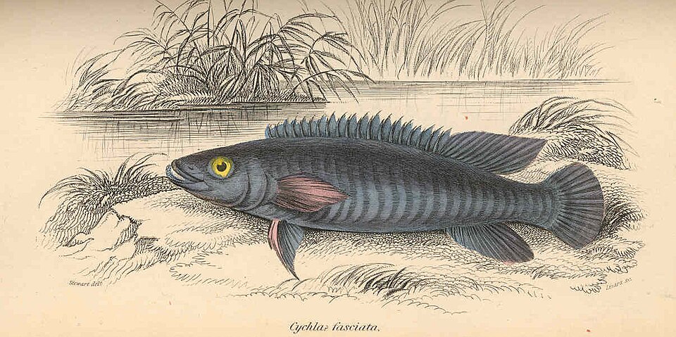 Crenicichla johanna