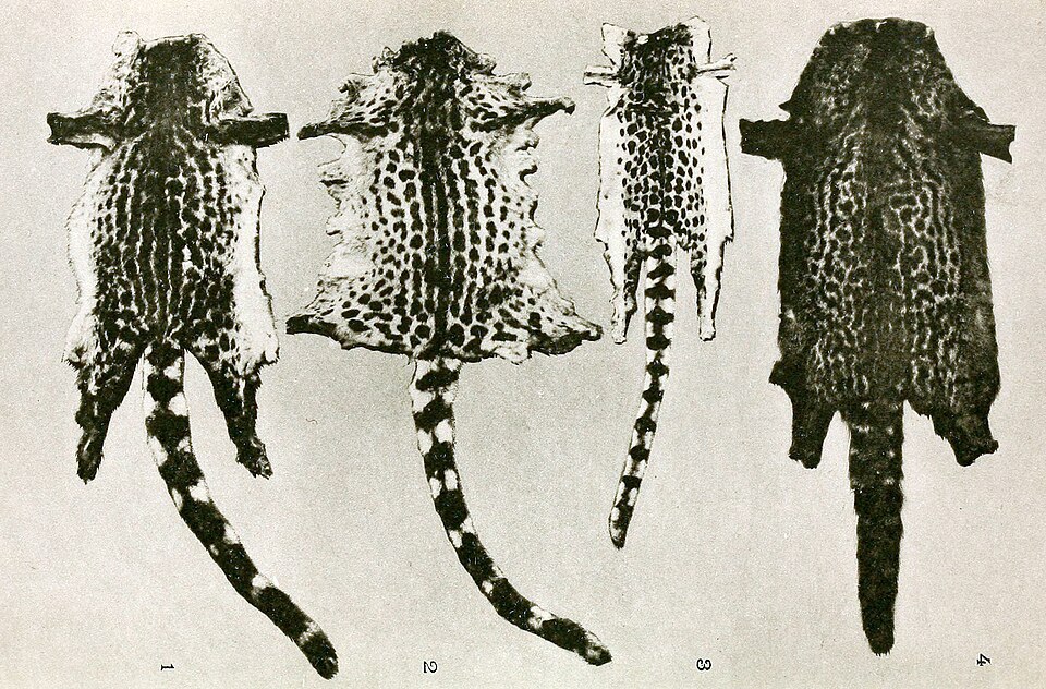 Johnston's genet