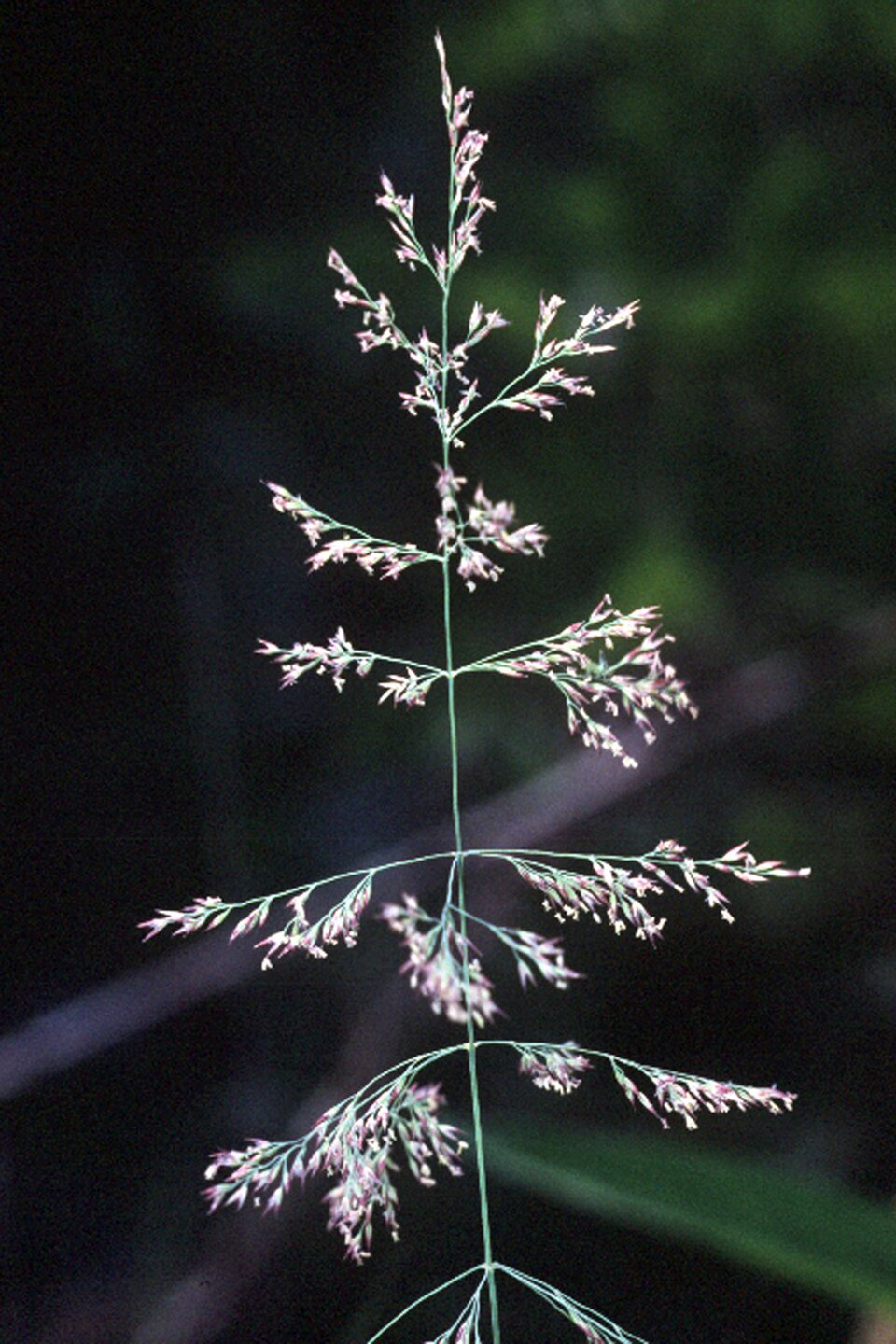 Calamagrostis
