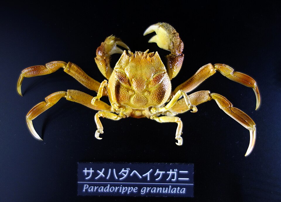 Dorippidae