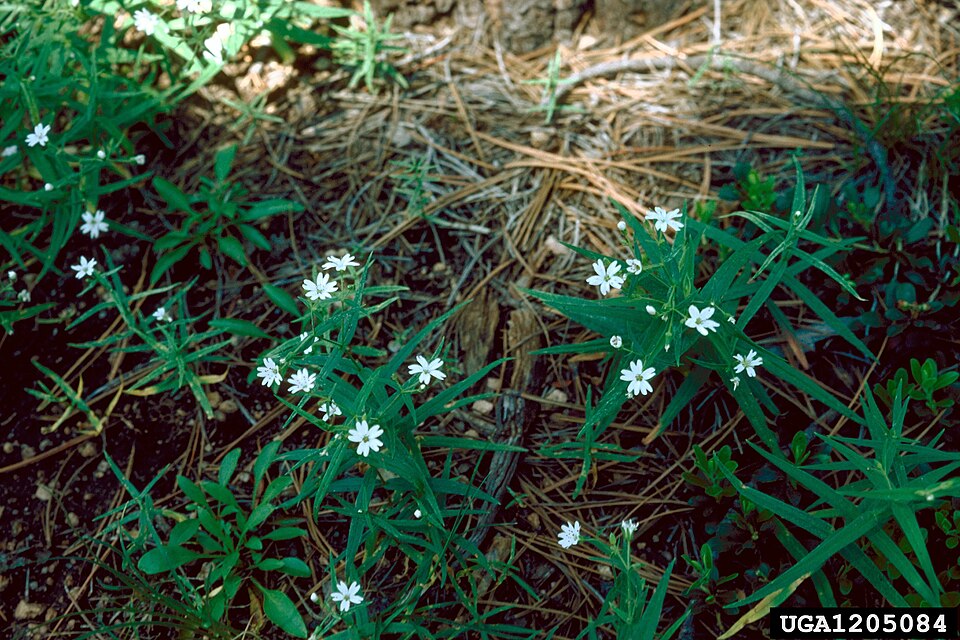 Pseudostellaria