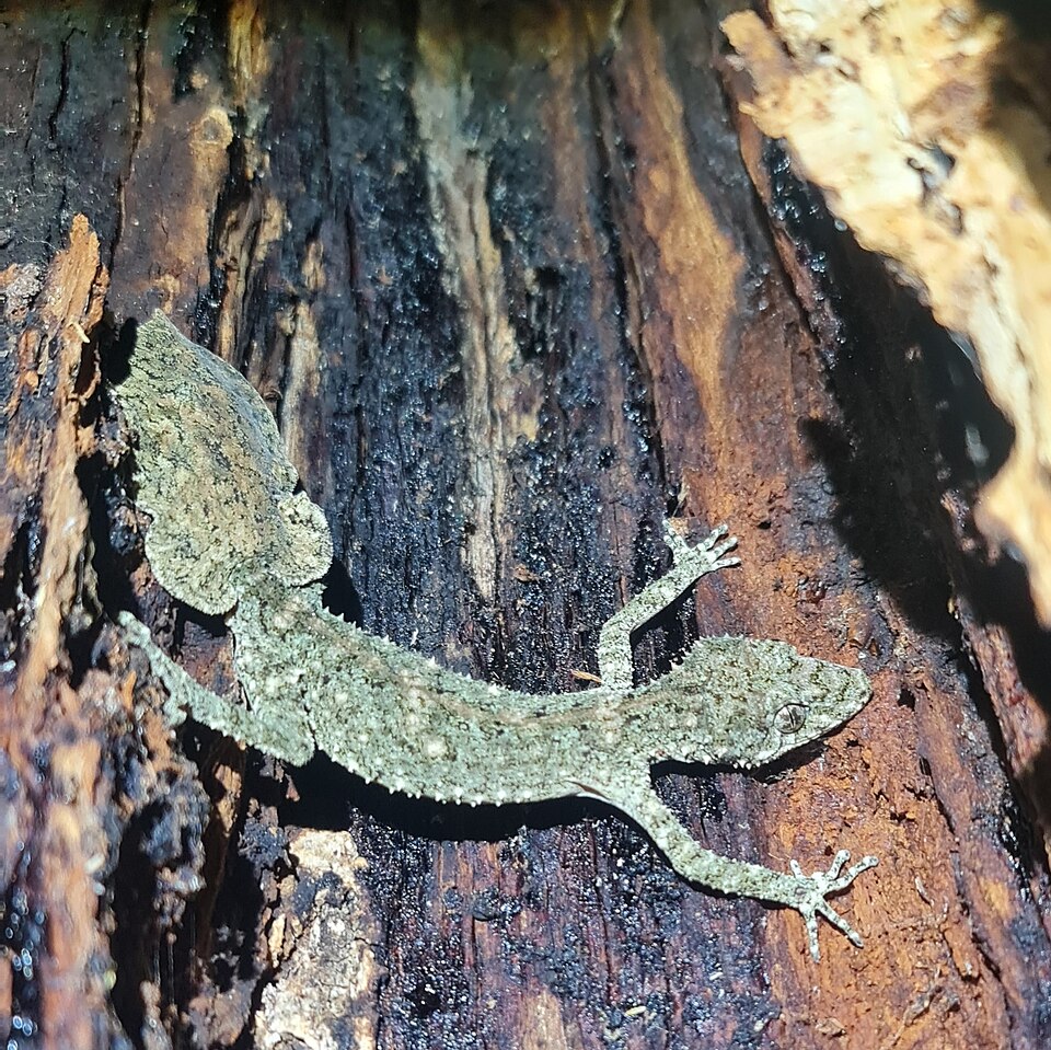 Saltuarius moritzi