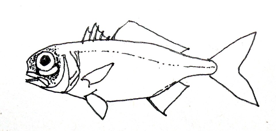 flashlight fish