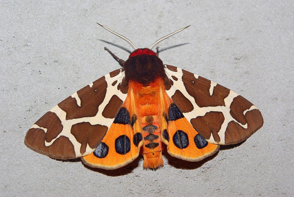 Arctiidae