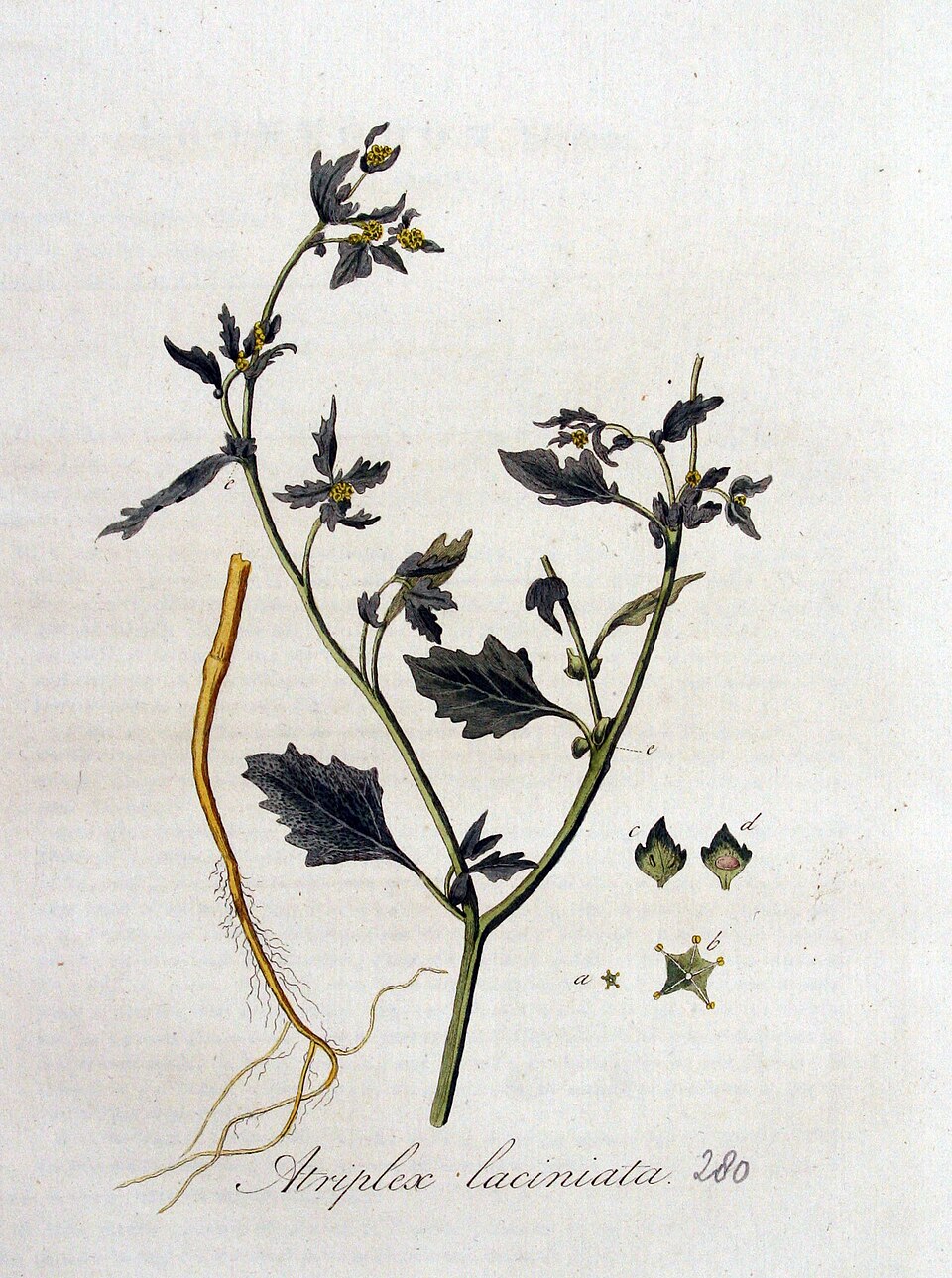 Atriplex laciniata