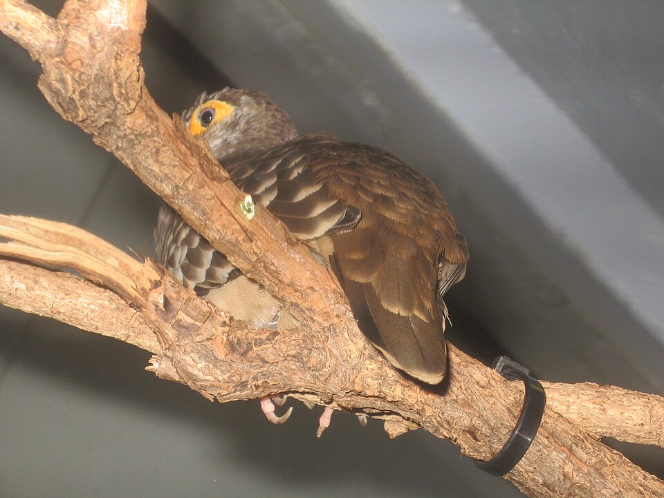 Moreno's Ground Dove