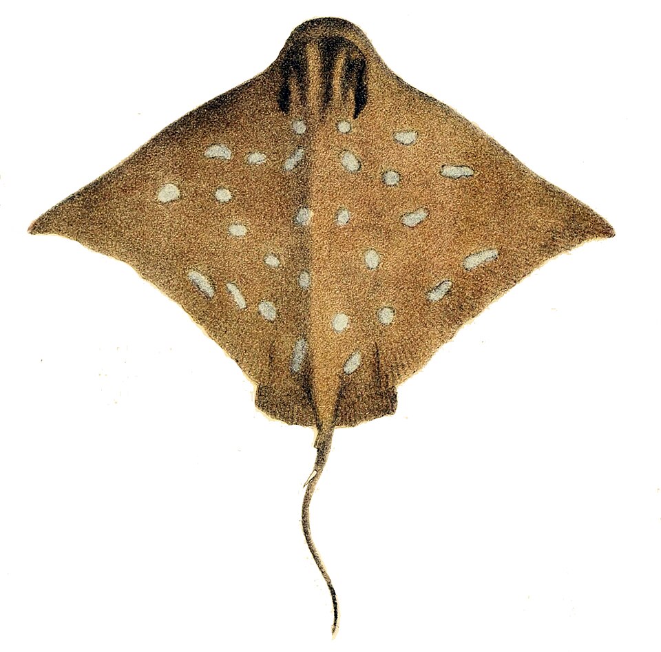 Australian bull ray