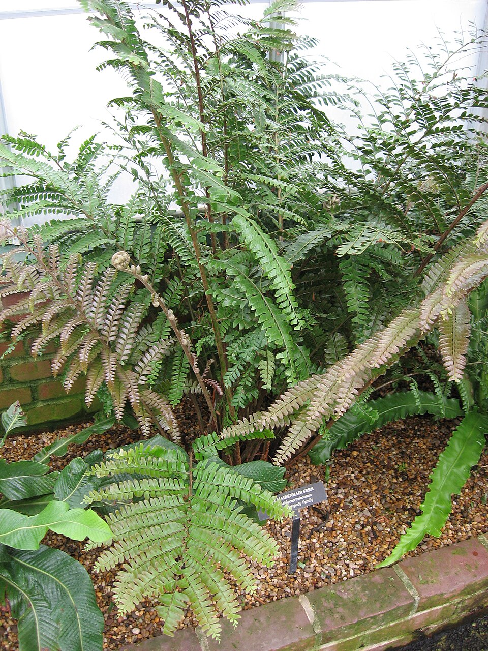 Hypodematiaceae
