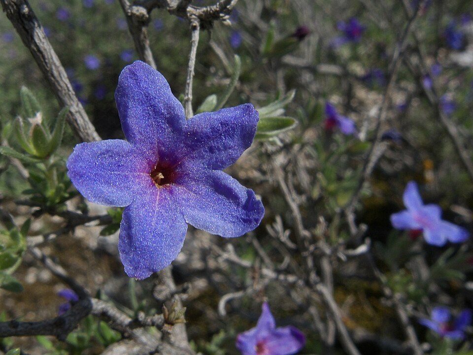 Lithodora