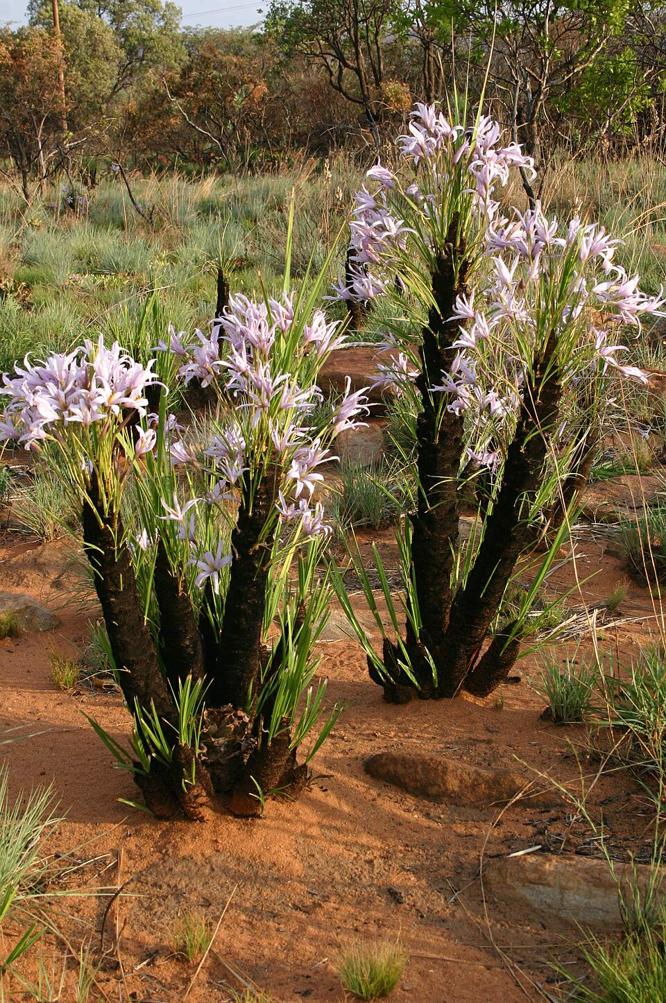 Velloziaceae
