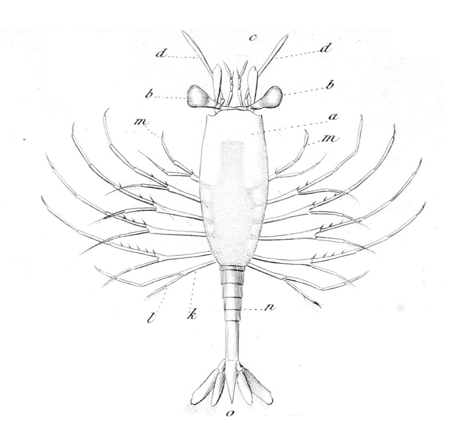 Amphionides reynaudii