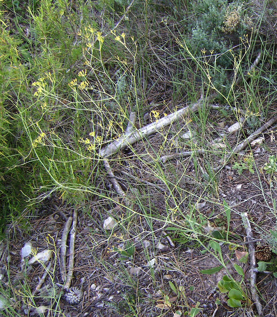 Bupleurum rigidum