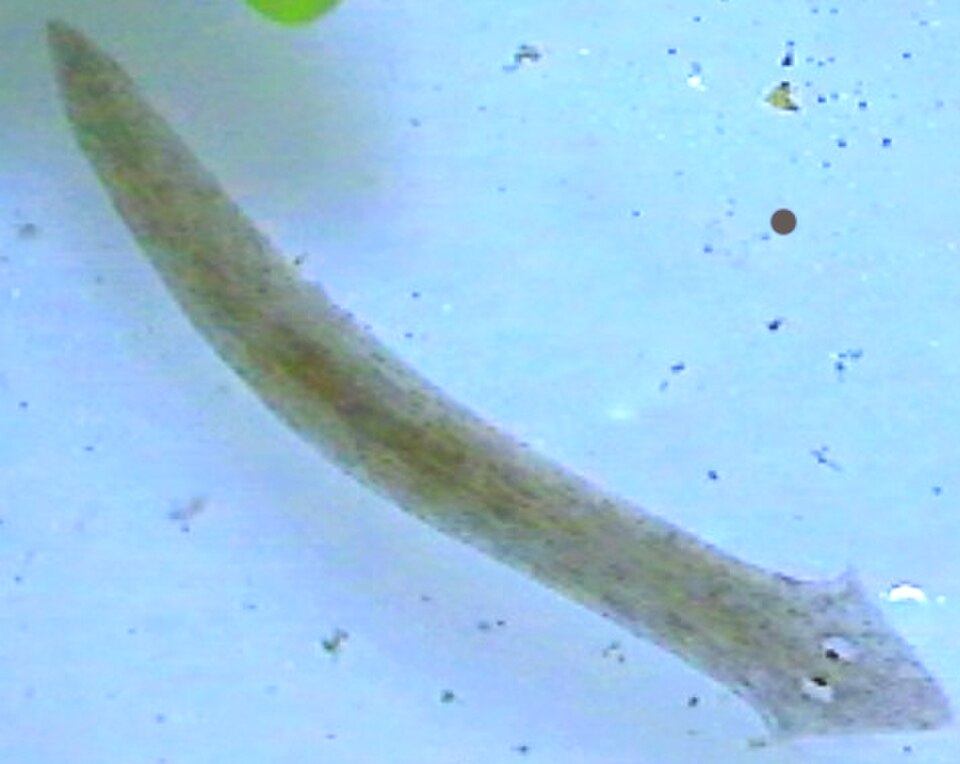 planarian
