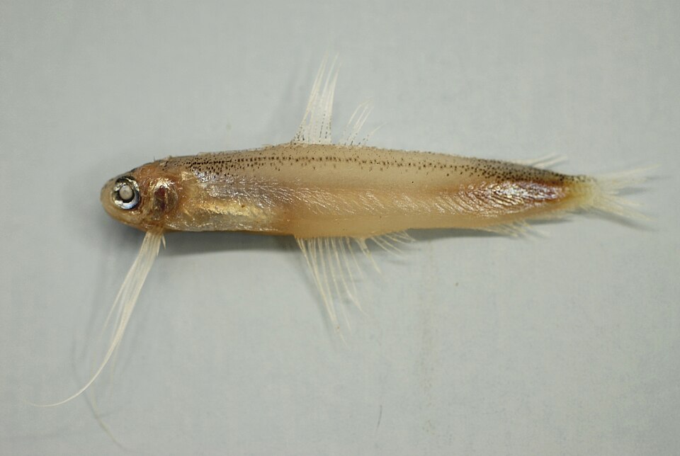 Bregmaceros atlanticus