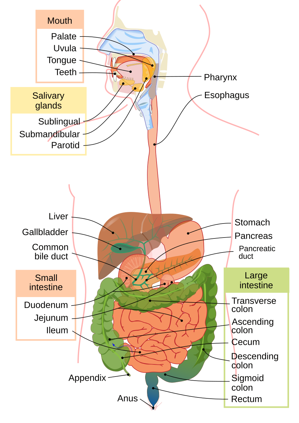 intestine