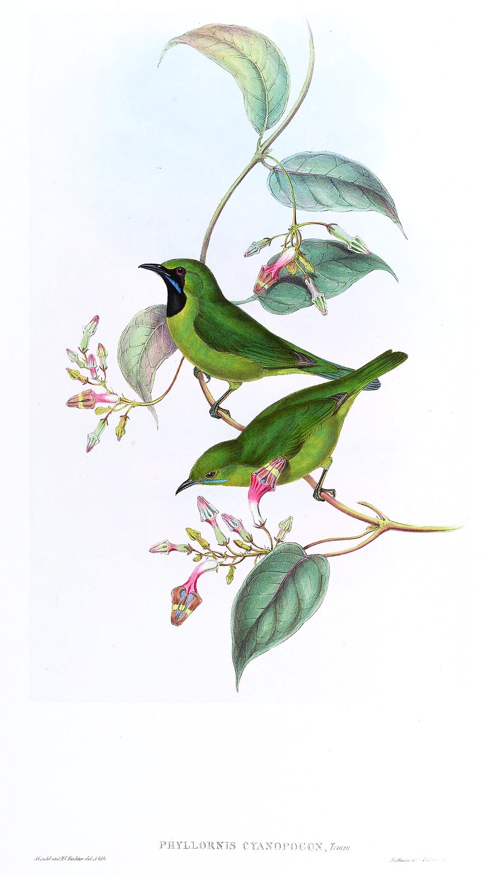 Lesser Green Leafbird