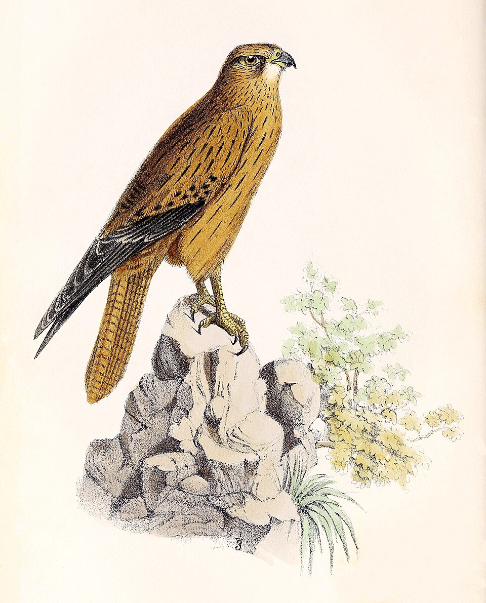 Fox Kestrel