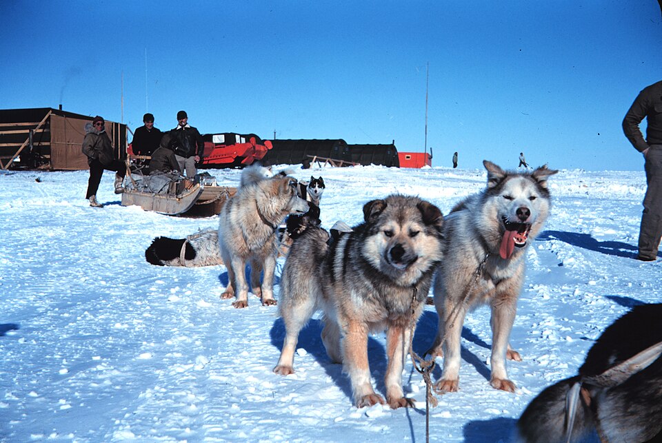 sled dog