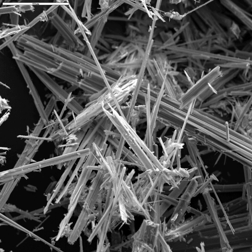scanning electron microscopy