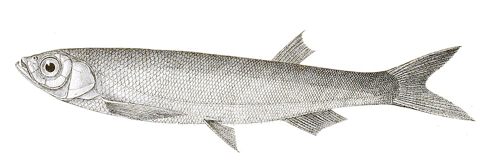 Large Razorbelly Minnow