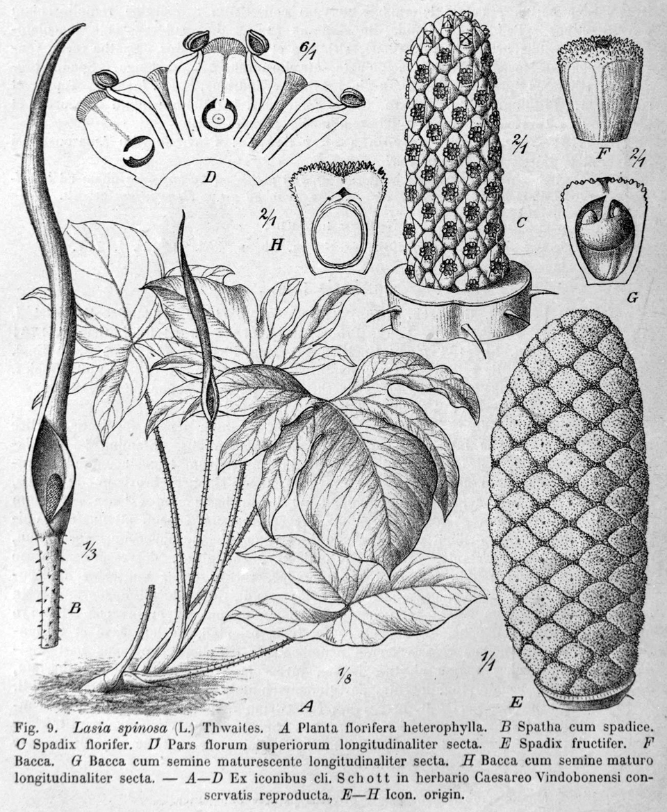 Lasia spinosa