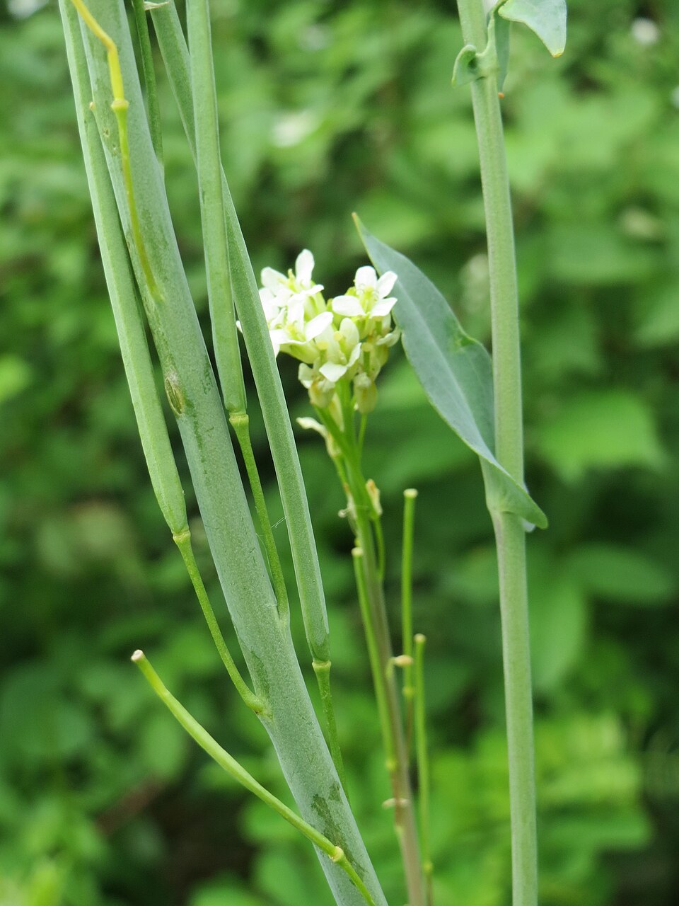 Turritis glabra