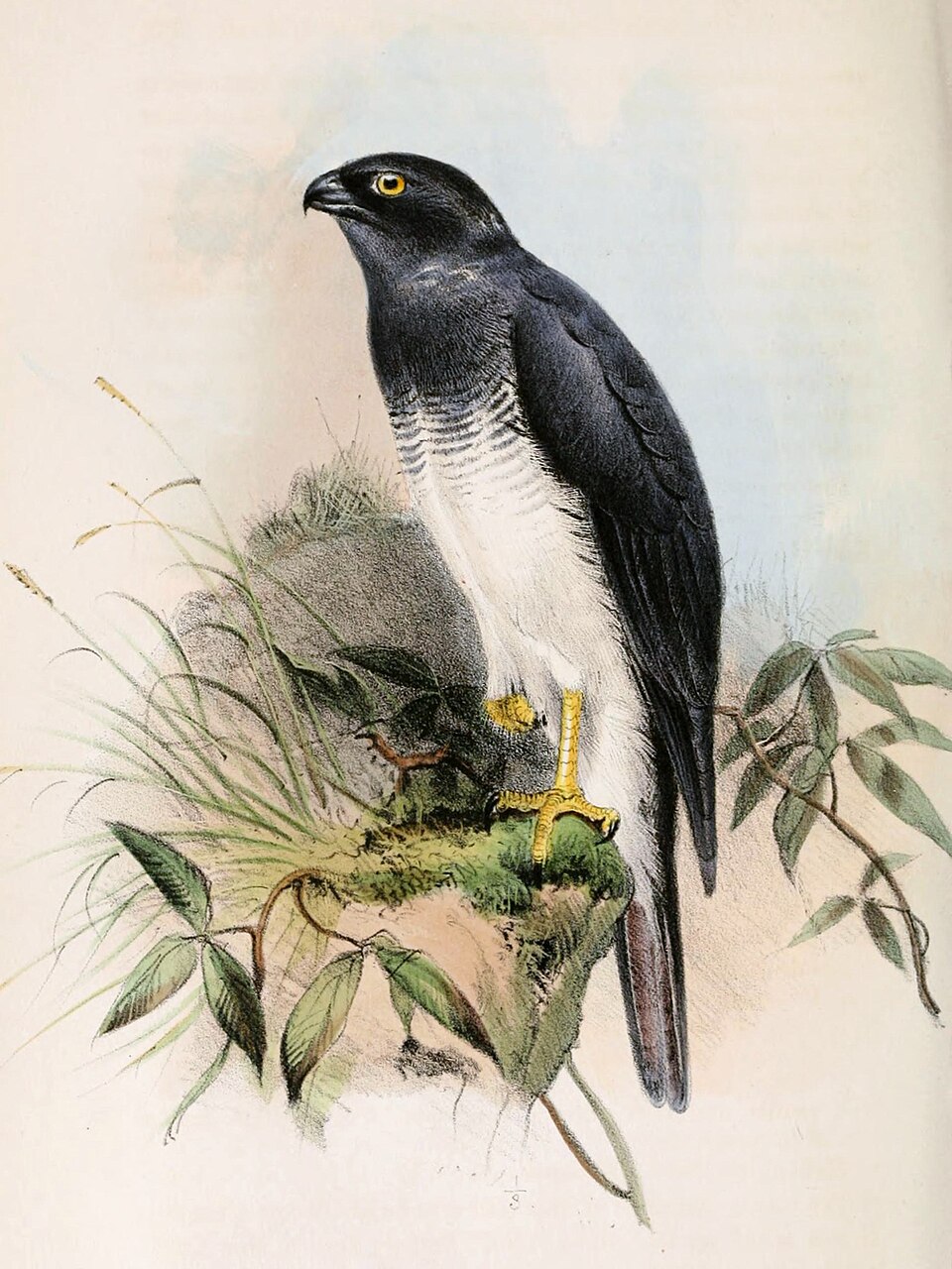Accipiter haplochrous