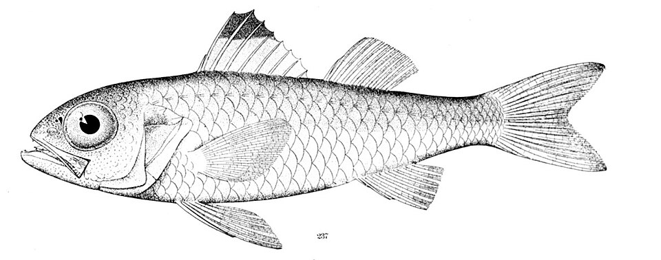 Synagrops bellus