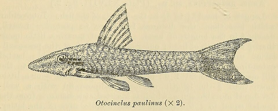 Hisonotus