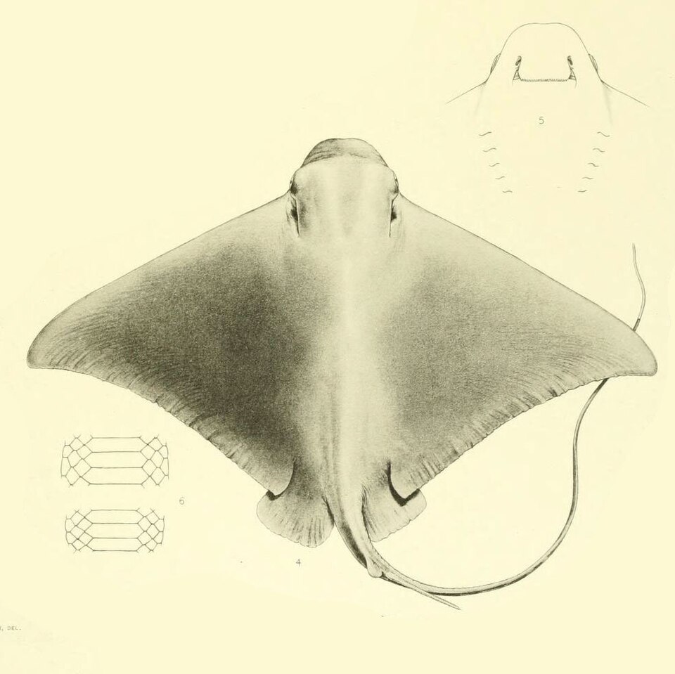 Peruvian eagle ray