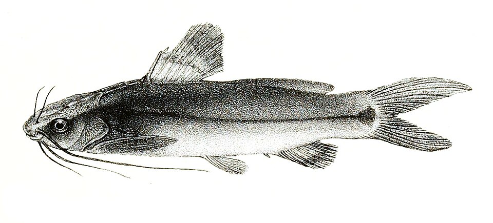 Mystus armatus