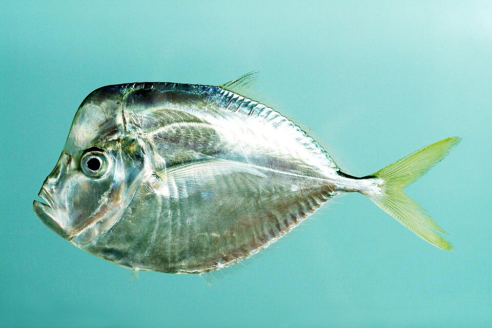 Selene setapinnis