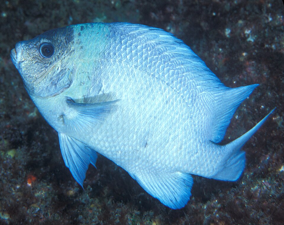 Kermadec scalyfin