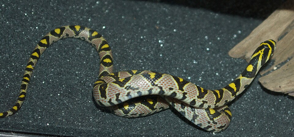 Euprepiophis mandarinus