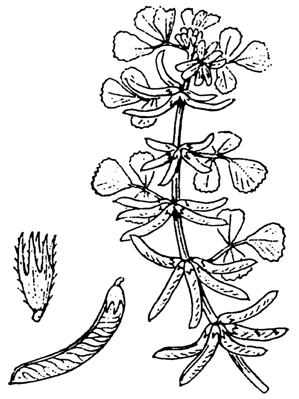 Medicago monspeliaca