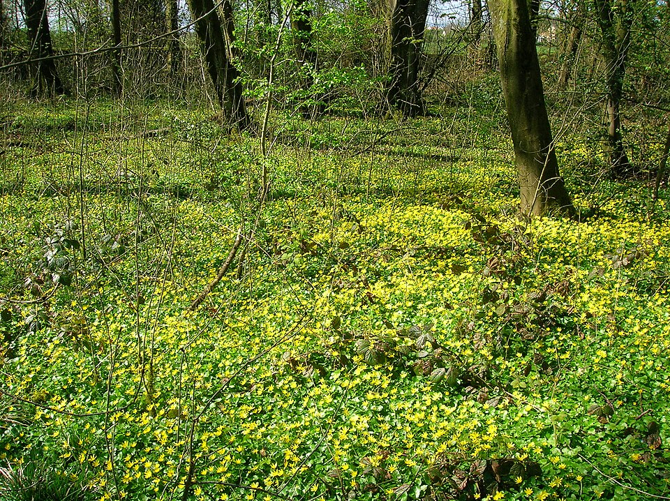 understory