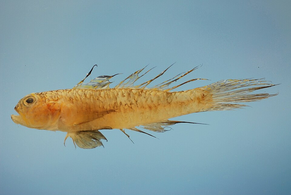 Ctenogobius