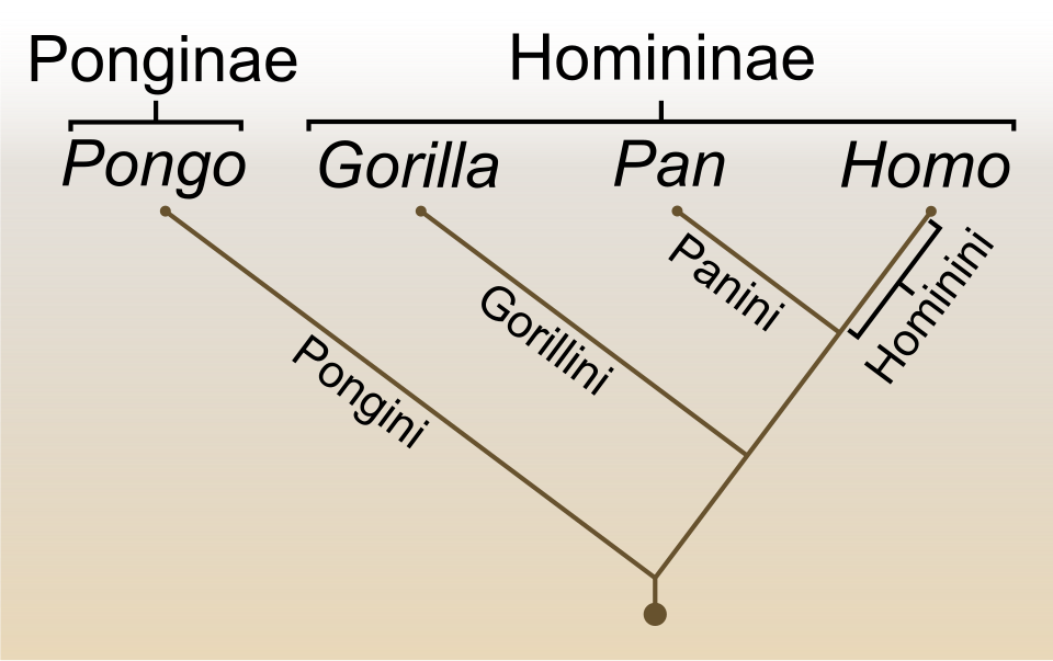 human evolution