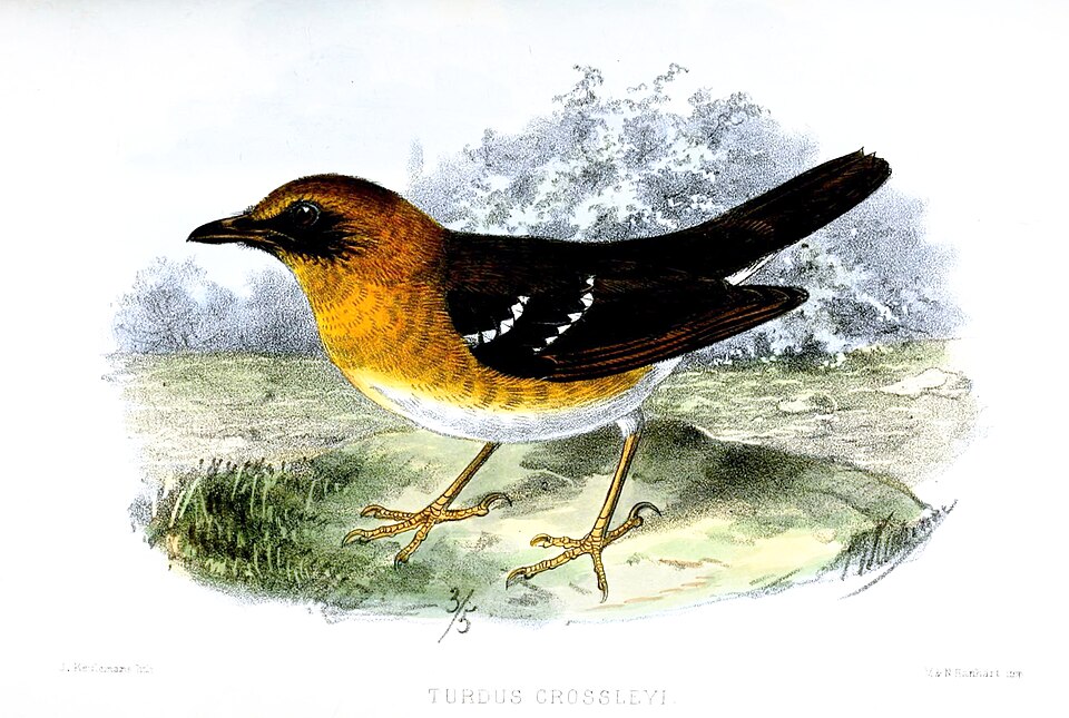 Geokichla crossleyi