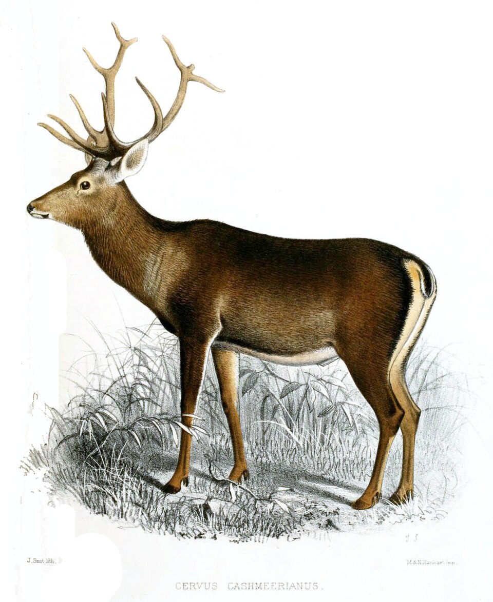 Cervus canadensis hanglu