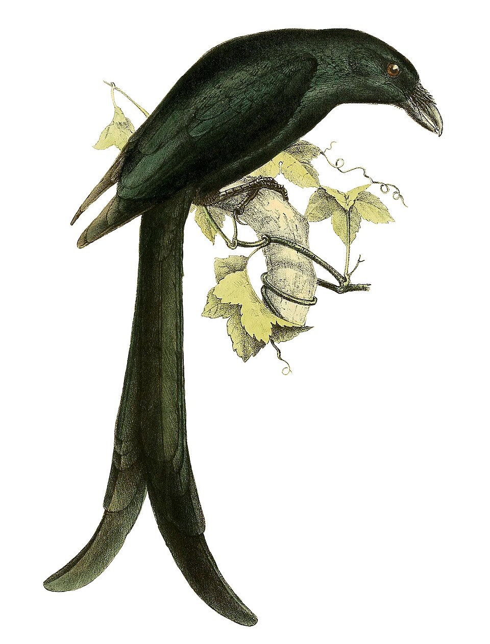 Mayotte Drongo