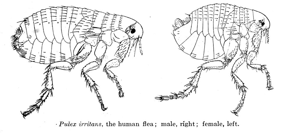Pulex